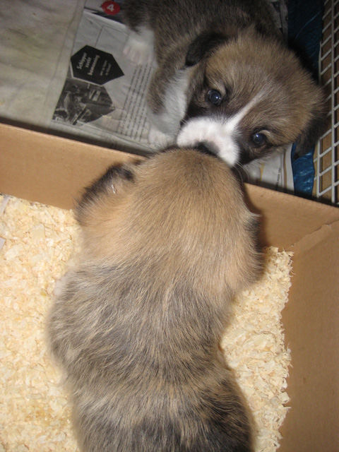 Pup